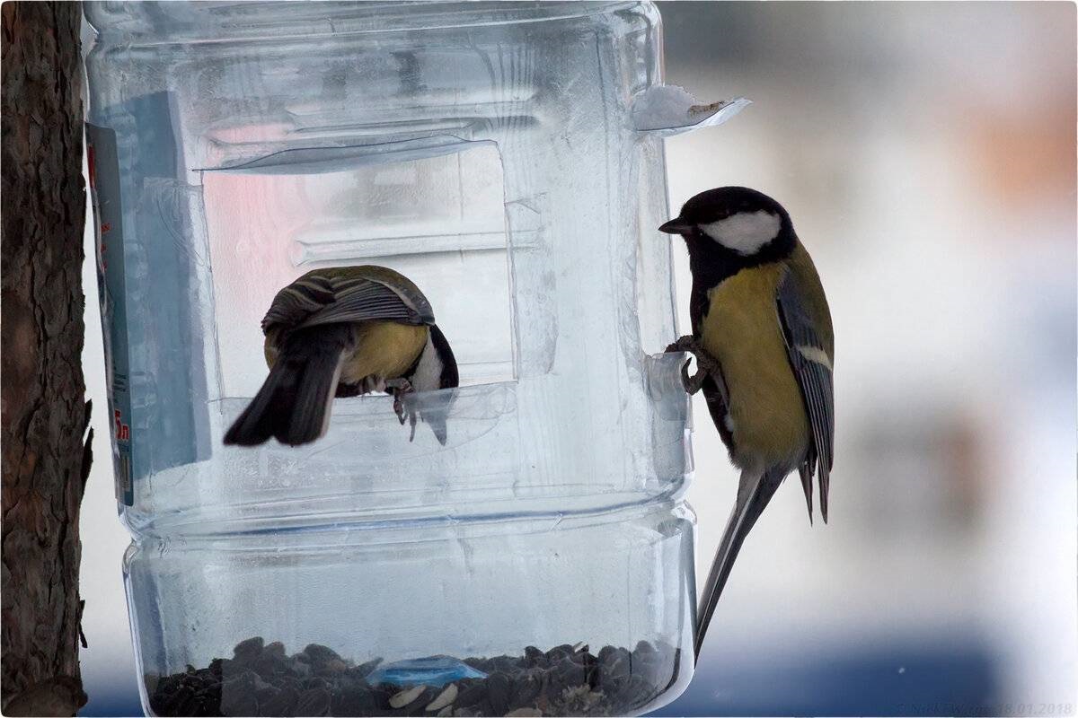 plastic fles voor vogels