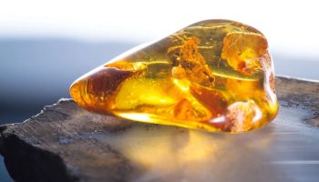 Wetenschappers ontdekken nieuwe insectensoort in barnsteen